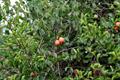 Tallow Plum